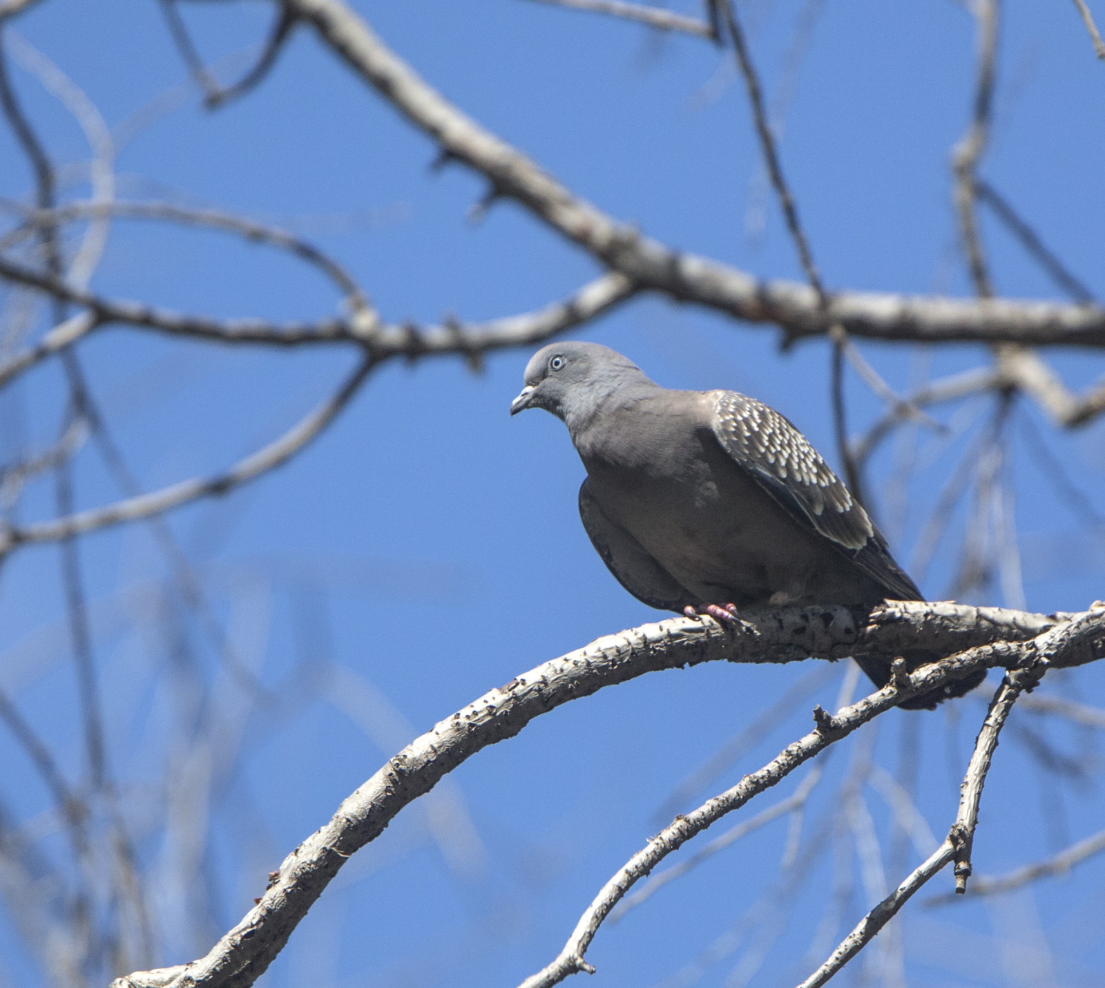 image Spot-winged Pigeon